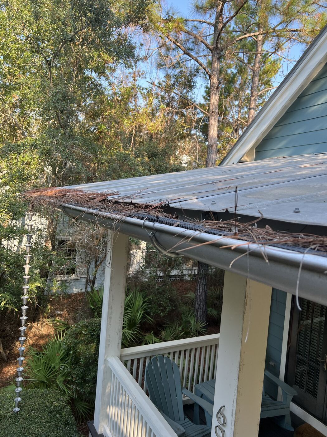 Gutter packed with pine needles and debris before cleaning